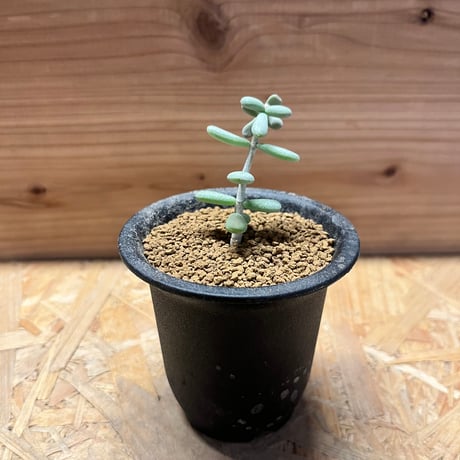 ケラリアピグマエア | STORES