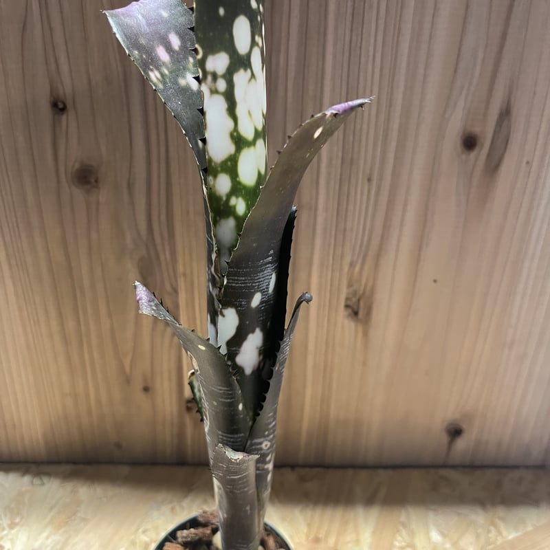 ビルベルギア ドミンゴスマルティンス | GREEN LUCK