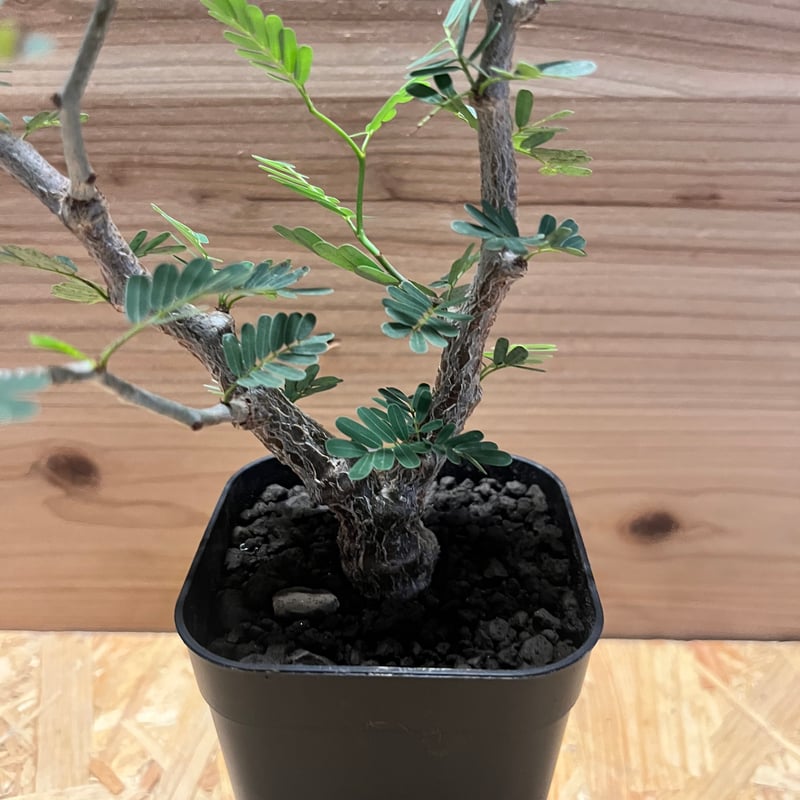 センナ メリディオナリス | GREEN LUCK