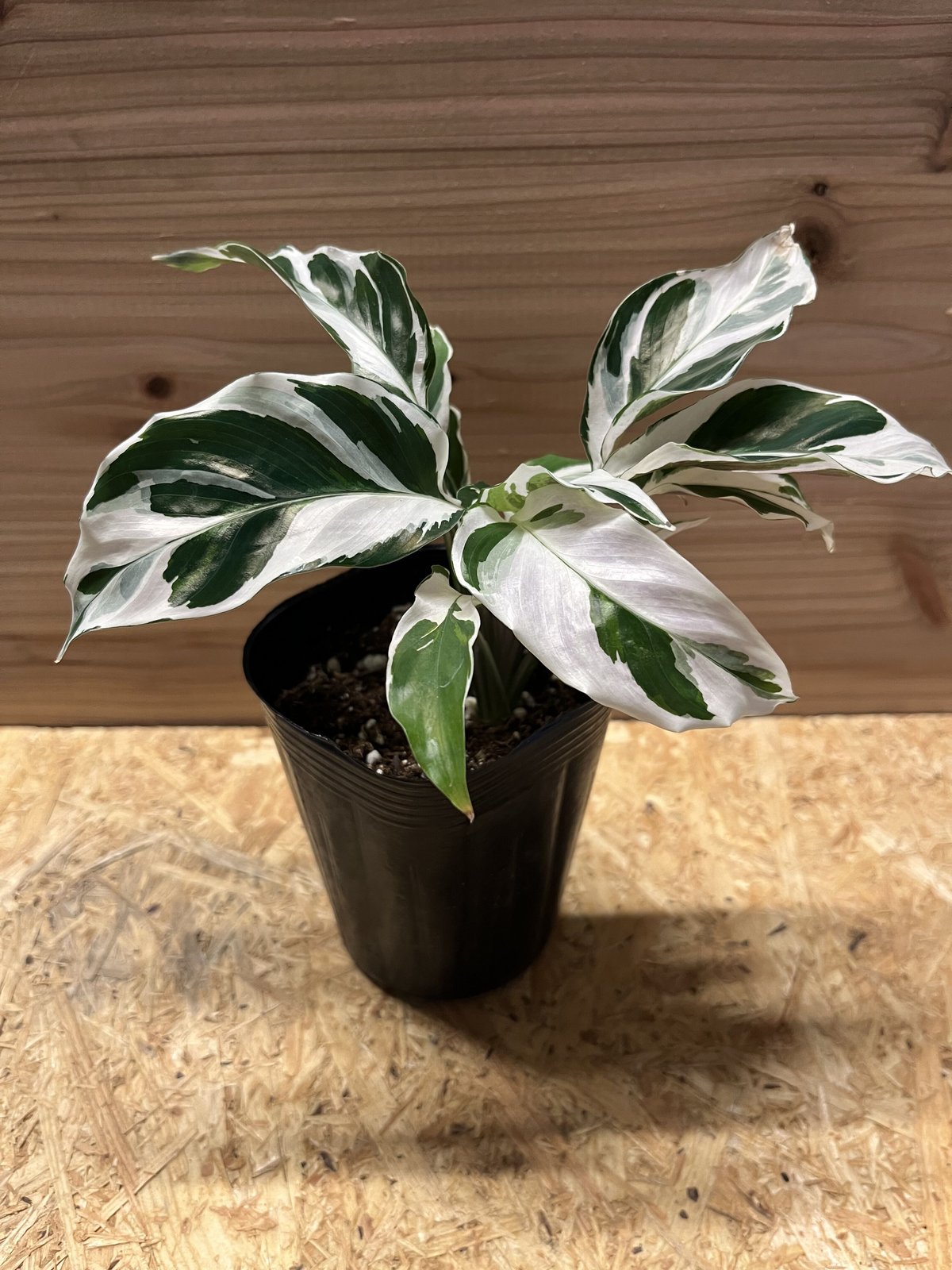 カラテア ホワイトフュージョン | GREEN LUCK