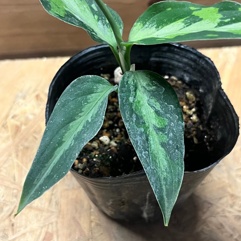 アグラオネマ ピクタム トリカラー エウレカ | GREEN LUCK