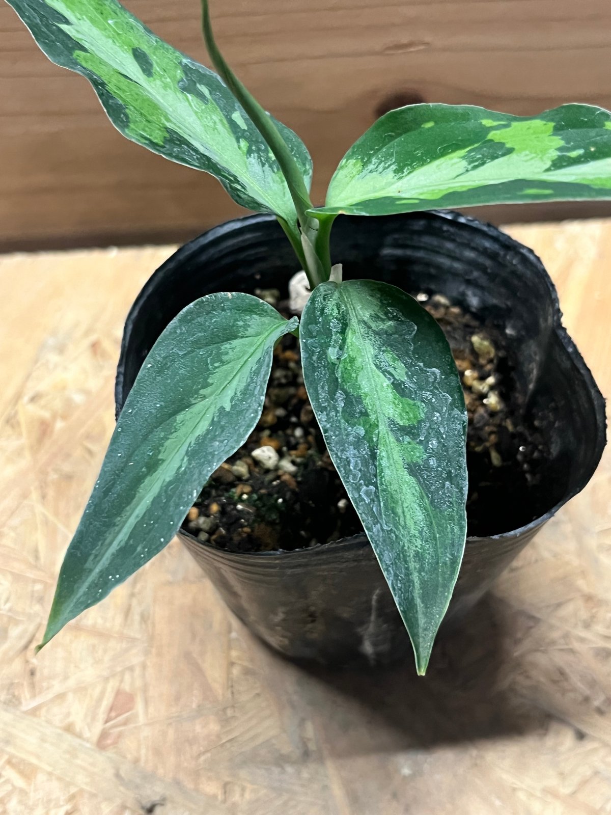 アグラオネマ ピクタム トリカラー エウレカ | GREEN LUCK