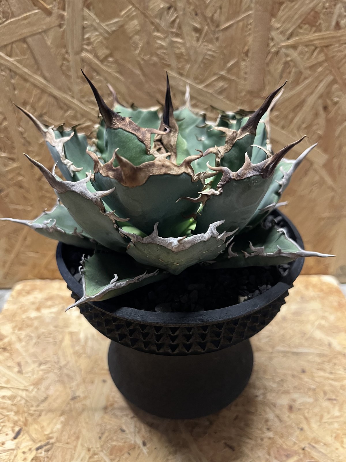 アガベ　チタノタ　ノーネーム（親株小株付） アガベ チタノタ ノーネーム（親株小株付） アガベ チタノタ 子株