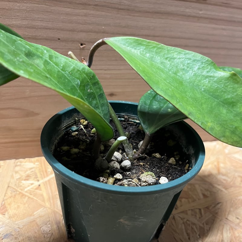 ホヤ ポリスタキア | GREEN LUCK