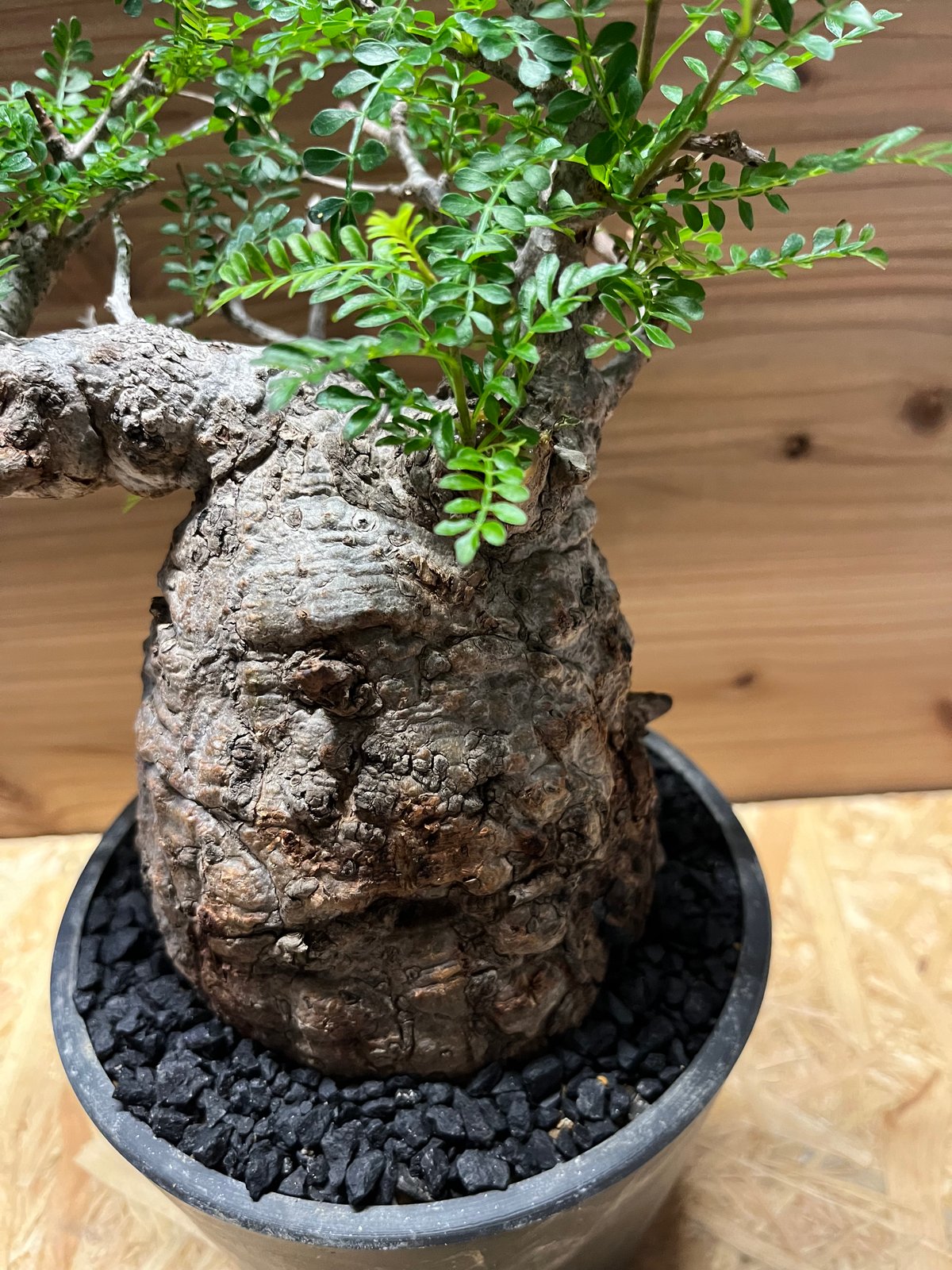 オペルクリカリア パキプス 現地株 発根済み | GREEN LUCK