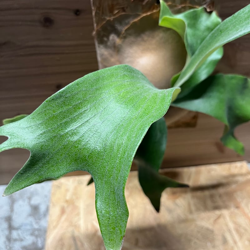 ビカクシダ ヒリー NGASAI 中株〜大株 Yahoo!オークション - P. hillii Ngaesai' ンガッサイ【vandaka