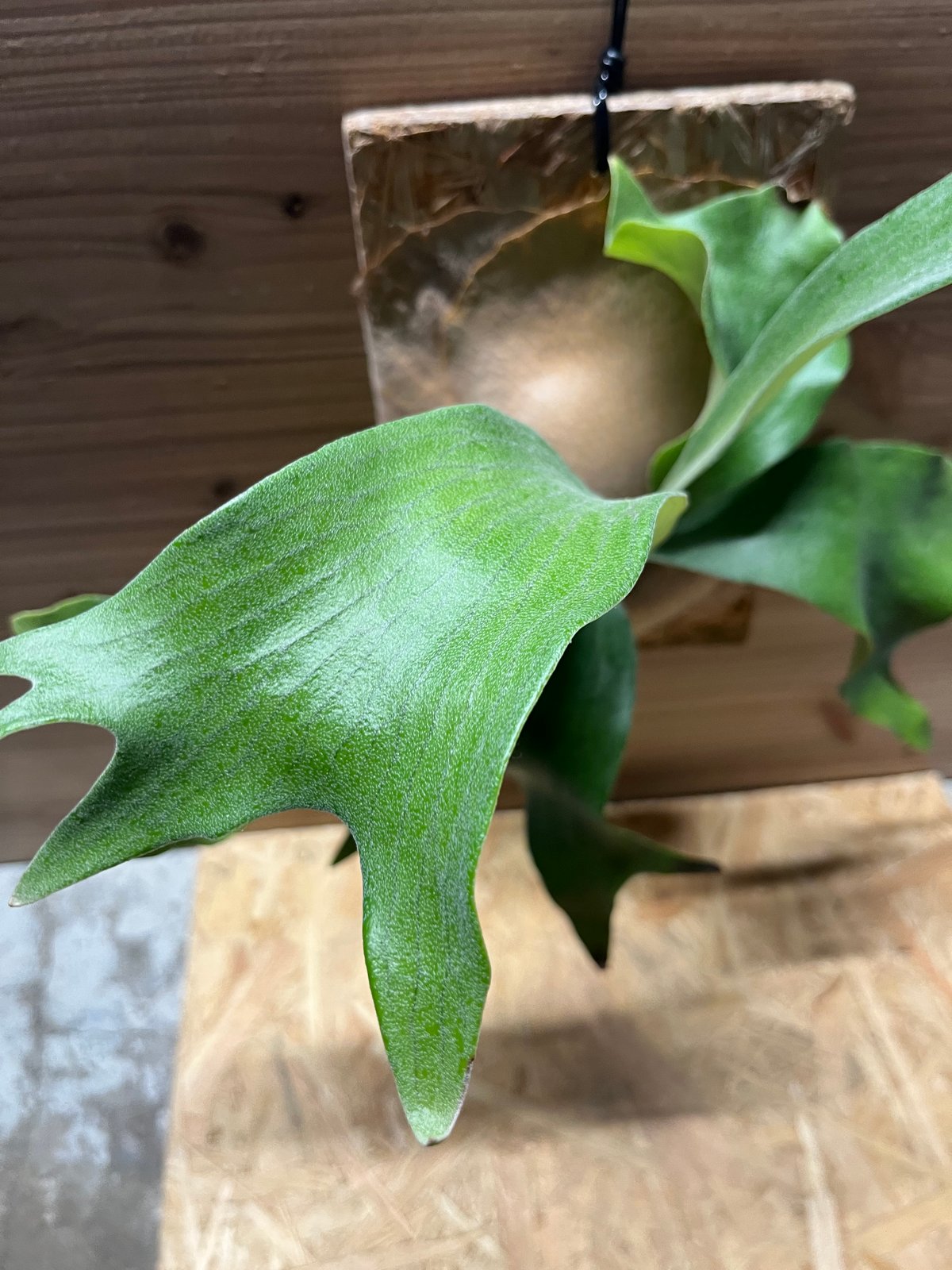 ビカクシダ ヒリー ンガサイ | GREEN LUCK