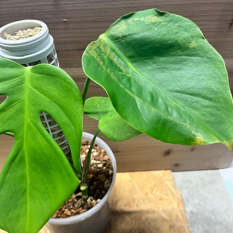 モンステラデリシオーサvarシエラナ　オアハカ　 トップカット モンステラデリシオーサvarシエラナ オアハカ トップカット