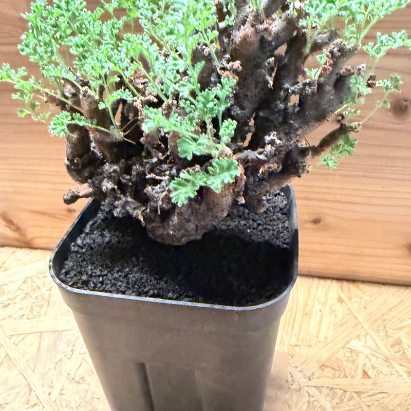 ペラルゴニウム アルテルナンス | GREEN LUCK