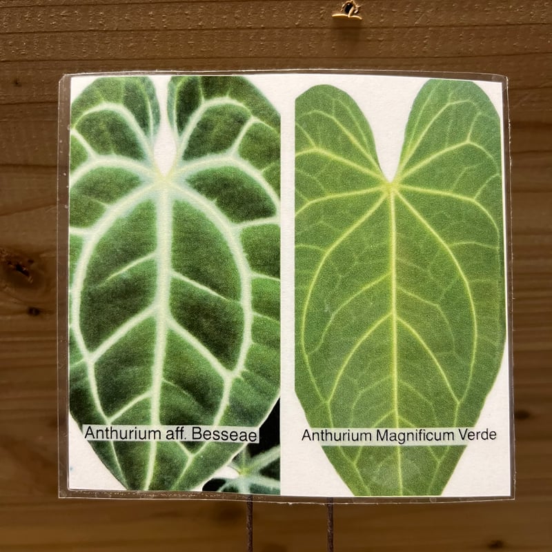 アンスリウム ハイブリッド aff.Besseae×Magnificum Verde | GR
