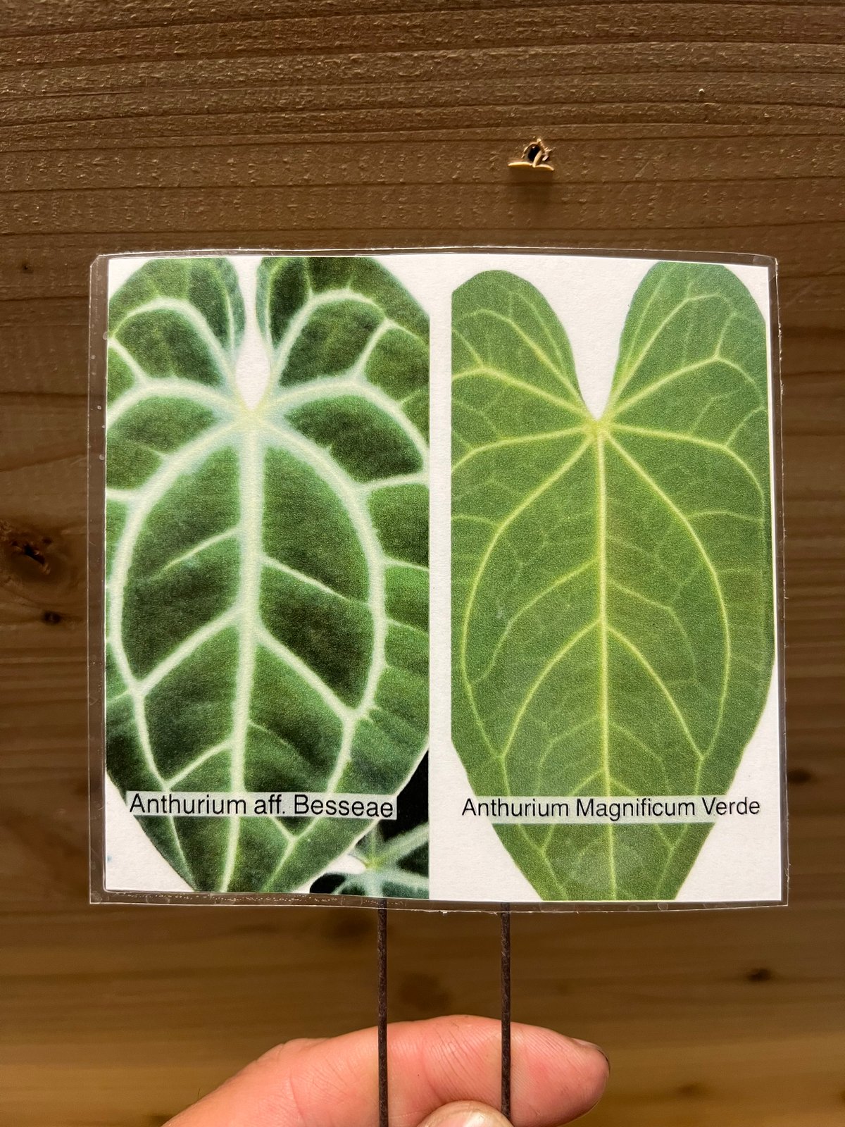 アンスリウム ハイブリッド aff.Besseae×Magnificum Verde | GR