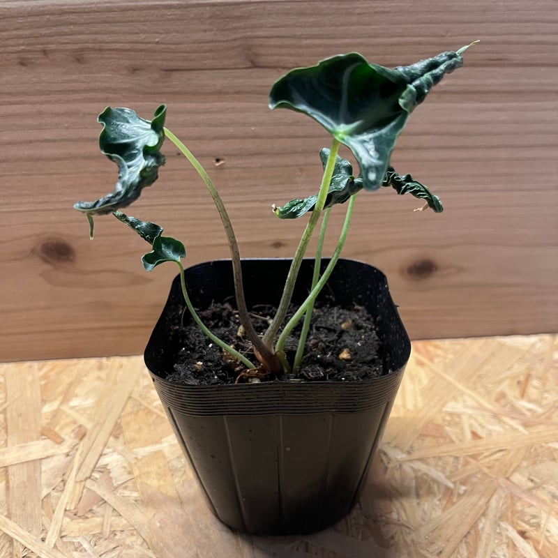 アロカシア・ロコ Alocasia Loco x 10 plants Alocasia Loco x 10 plants アロカシア・ロコ