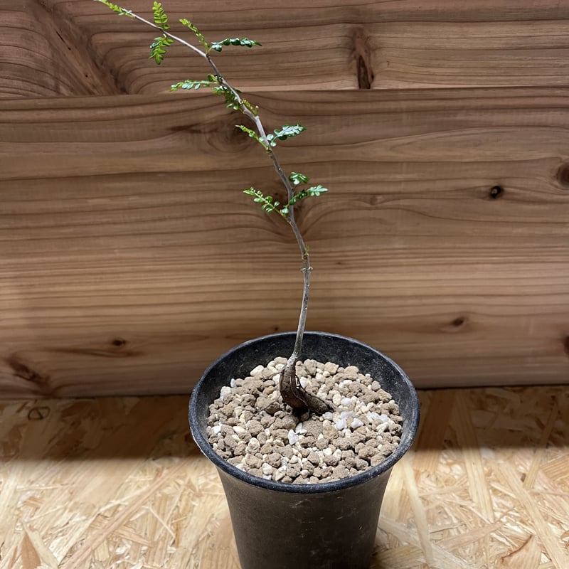 オペルクリカリア パキプス 実生 | GREEN LUCK