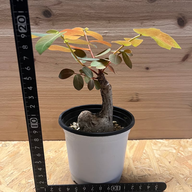 フィランサス ミラビリス | GREEN LUCK