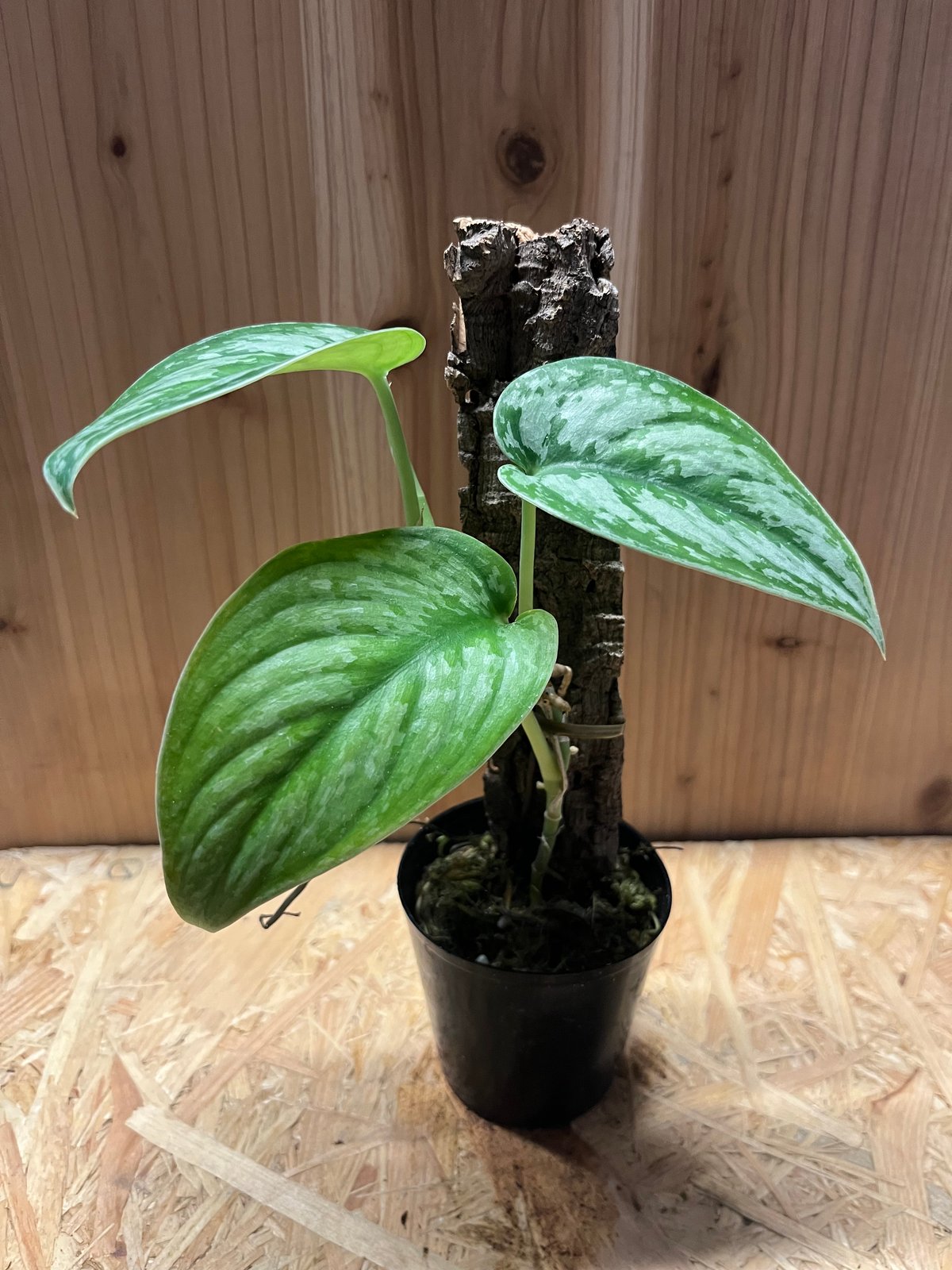 スキンダプサス グリーン エクゾティカ シルバー | GREEN LUCK