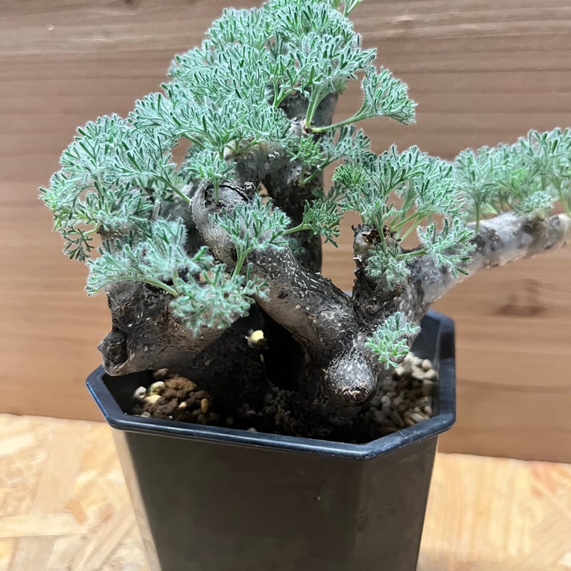 モンソニア ムルチフィダ （サルコカウロン） | GREEN LUCK