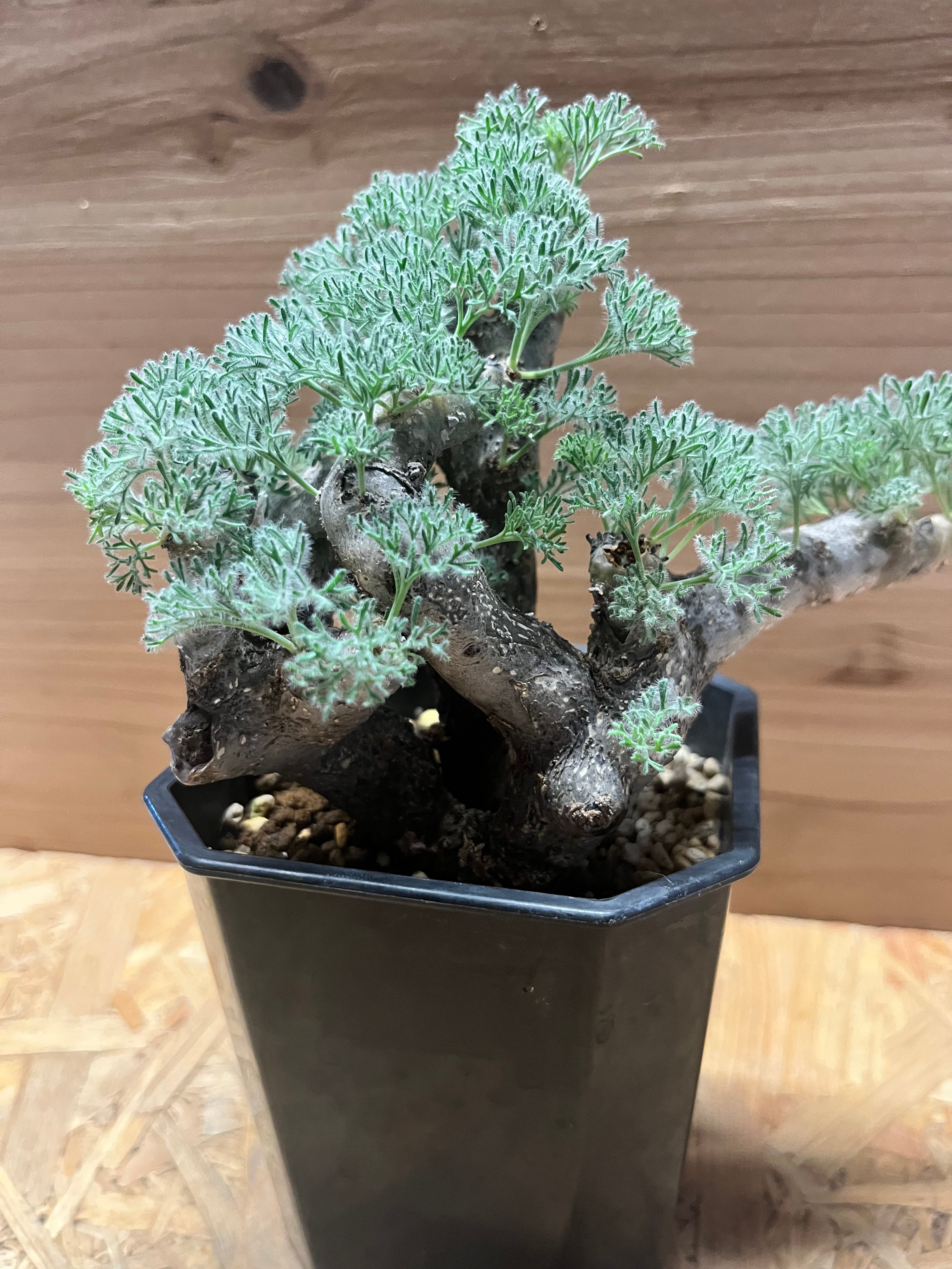 【速達】　スーさん専用モンソニア　ムルチフィダ　サルコカウロン　国内実生株 モンソニア ムルチフィダ （サルコカウロン） | GREEN LUCK