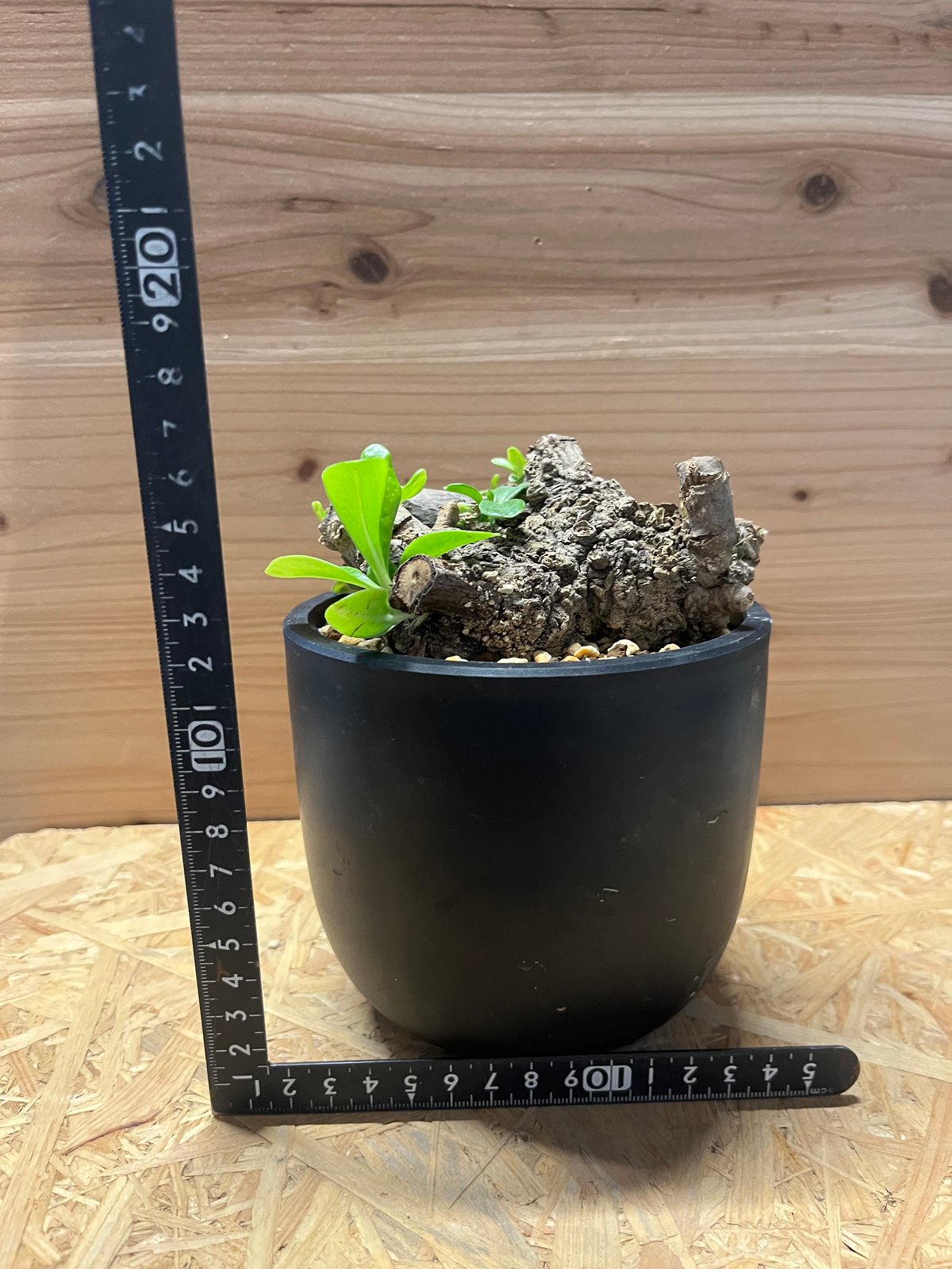 クサトベラ | GREEN LUCK