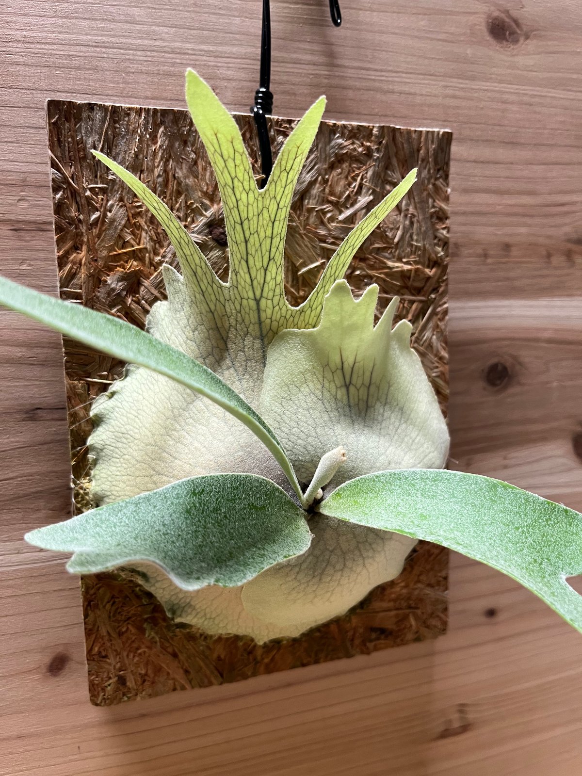 P.veitchii 'Lemoinei' ベイチー　レモイネイ　ビカクシダ P.veitchii 'Lemoinei' ベイチー レモイネイ ビカクシダ