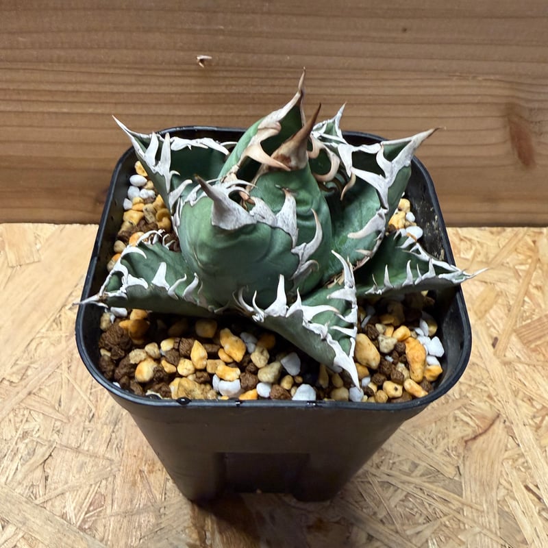 アガベ オテロイ オアハカ | GREEN LUCK