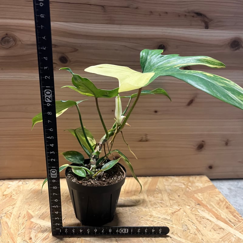 フィロデンドロン フロリダビューティー | GREEN LUCK