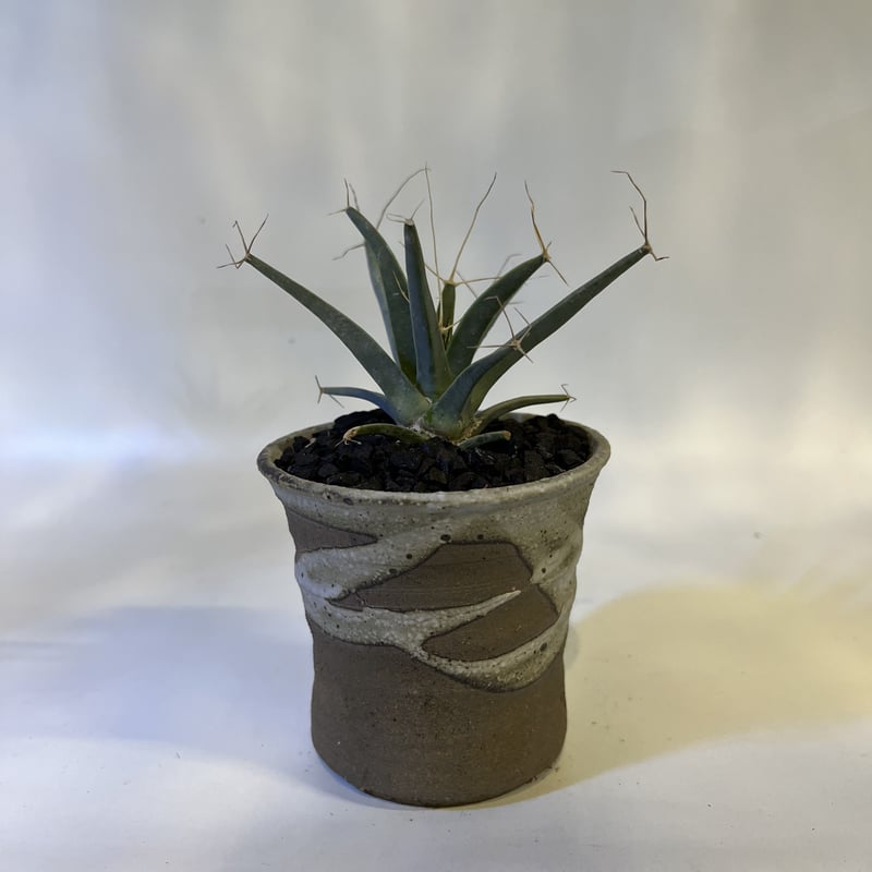 レウクテンベルギア プリンキピス 晃山×信楽鉢 | GREEN LUCK