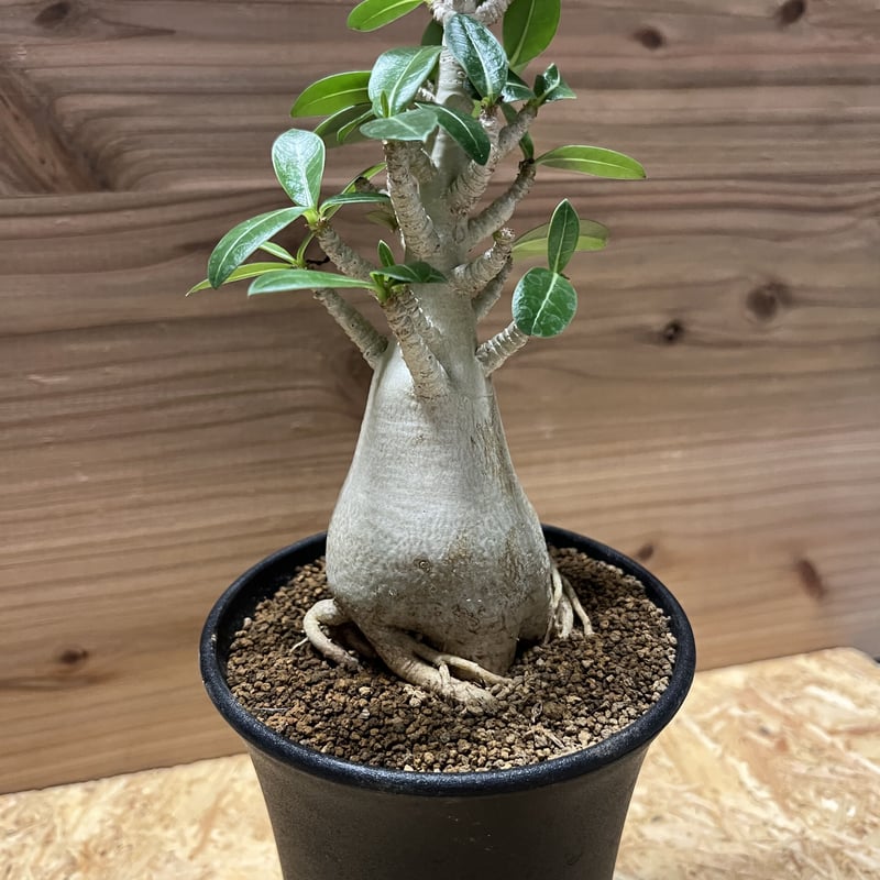 アデニウム アラビカム | GREEN LUCK