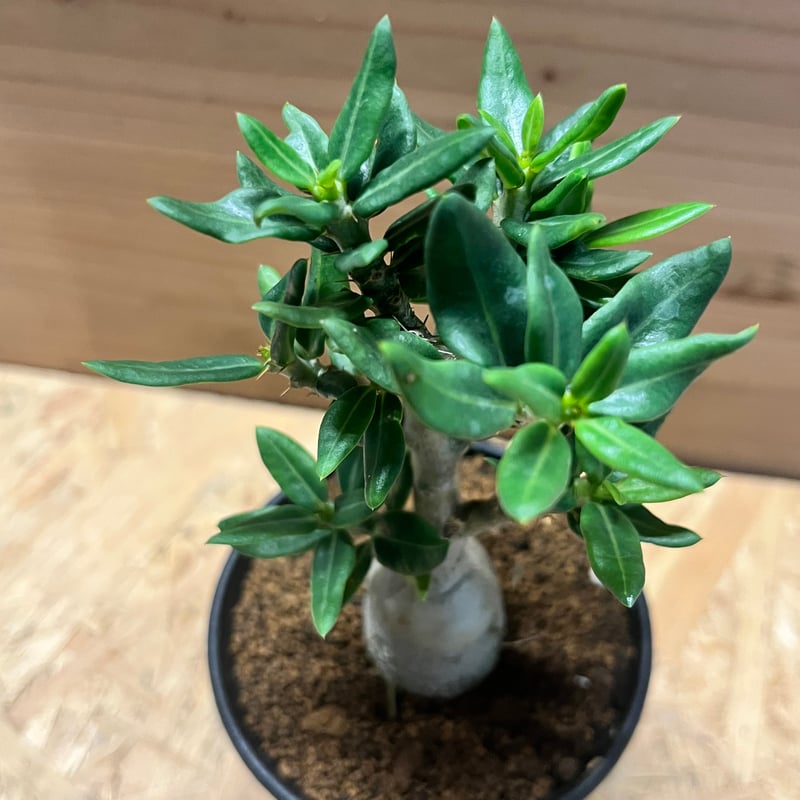 ピスピノーサム　開花株 パキポディウム ビスピノーサム | GREEN LUCK