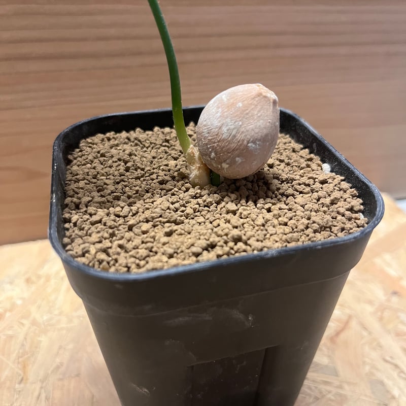 サイカス　シアメンシス サイカス シアメンシス (Cycas siamensis) タイシルバー | 希少