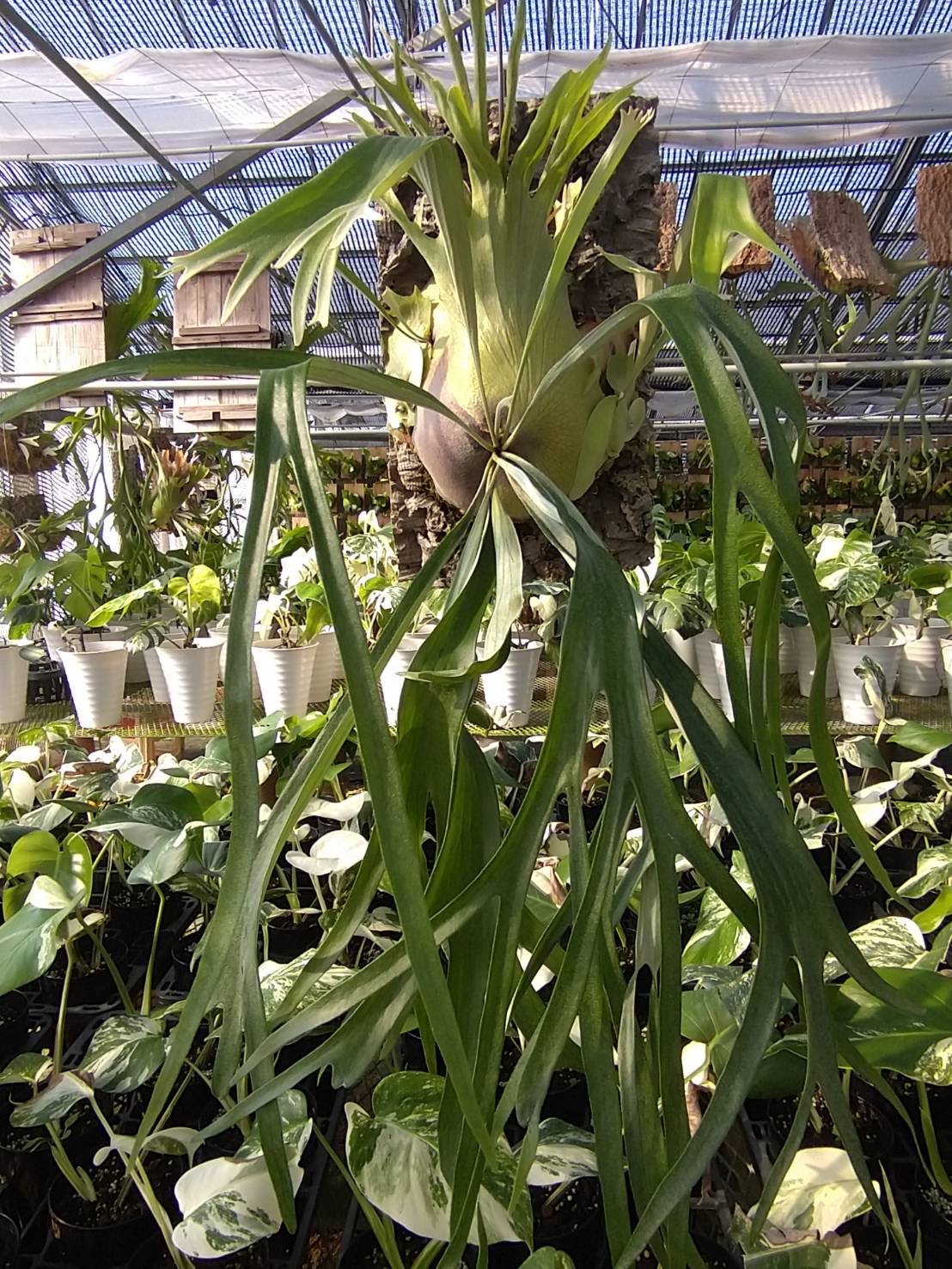 ビカクシダ ライディーン | GREEN LUCK