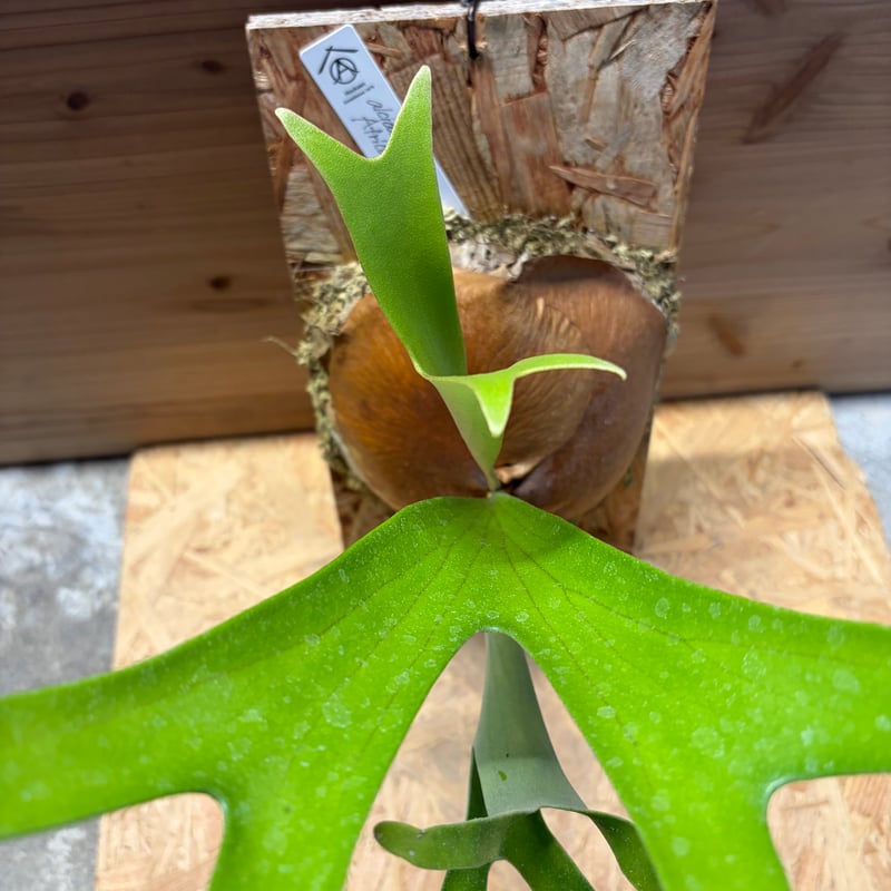 ビカクシダ アルシコルネ アフリカ | GREEN LUCK