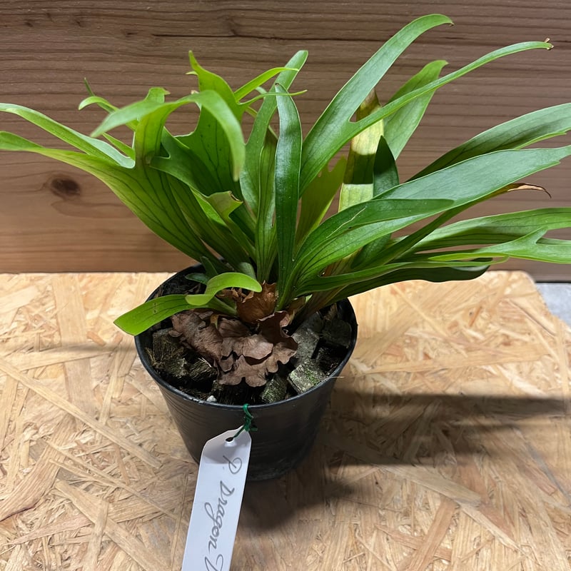 ビカクシダ コロナリウム ドラゴンツリー | GREEN LUCK