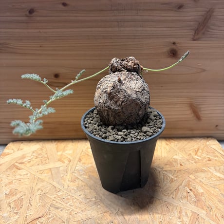 ペラルゴニウムトリステ | STORES