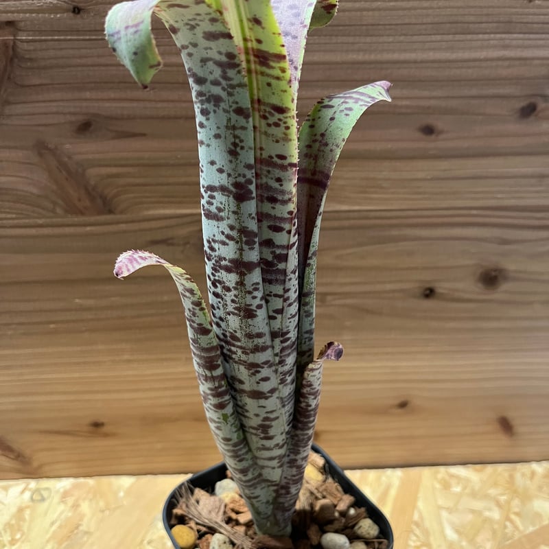 ケスネリア マルモラータ ラファエルオリベイラ | GREEN LUCK