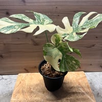 斑入りモンステラ ボルシギアナ ホワイトタイガー | GREEN LUCK