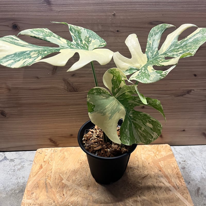 モンステラ デリシオーサ 'アイボリー' | GREEN LUCK