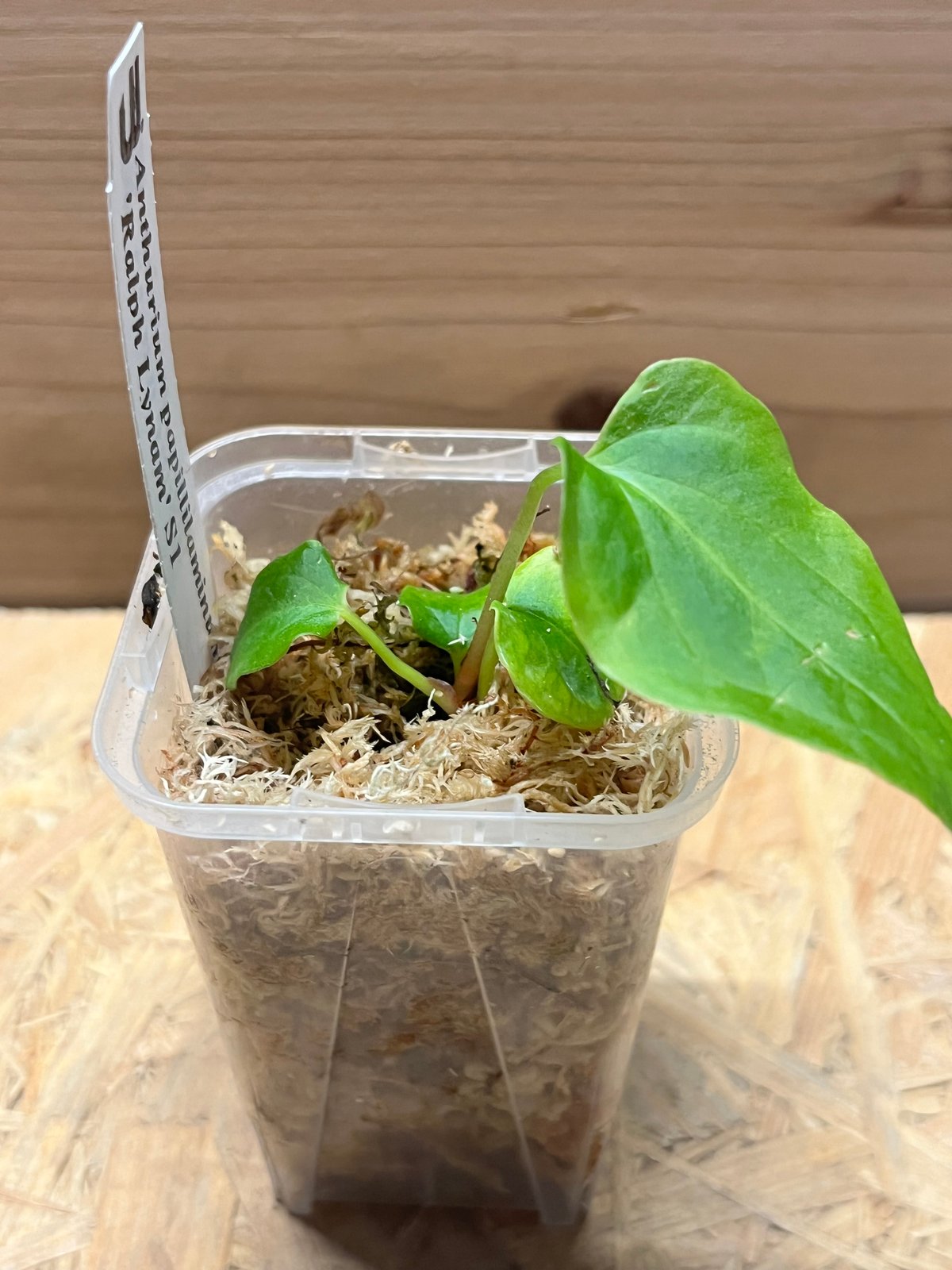 アンスリウム パピリラミナム ラルフライナム | GREEN LUCK