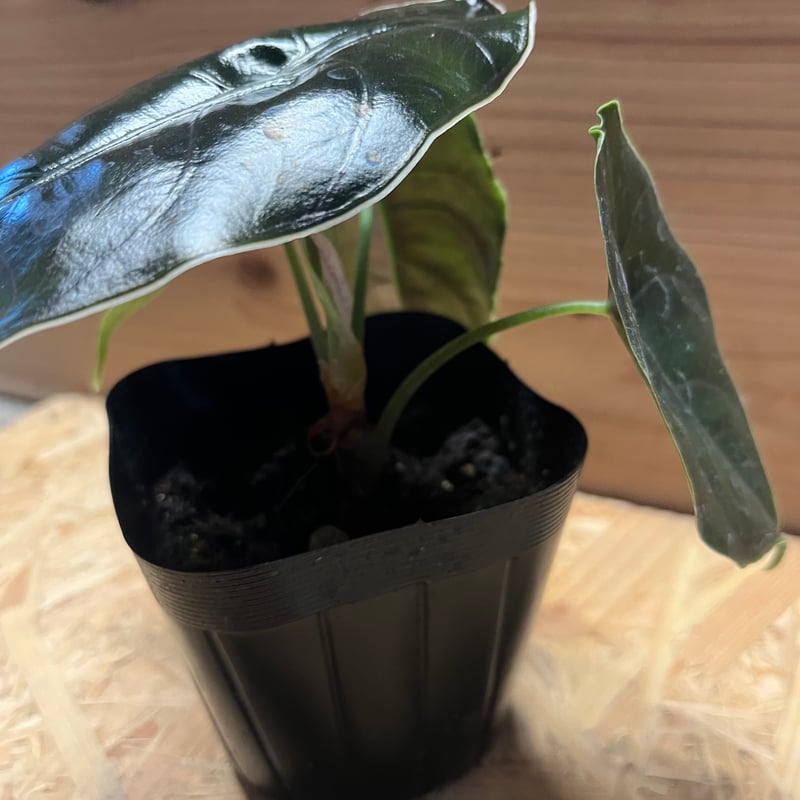 アロカシア アズラニー | GREEN LUCK