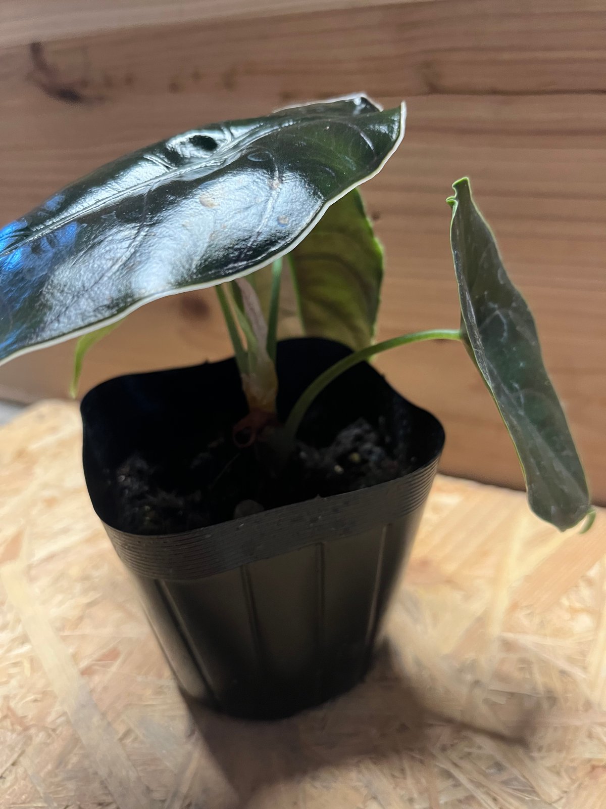 アロカシア アズラニー / 安心の発根活着済み fit=scale-down,w=1200