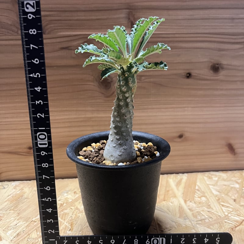 ドルステニア ラブラニー | GREEN LUCK