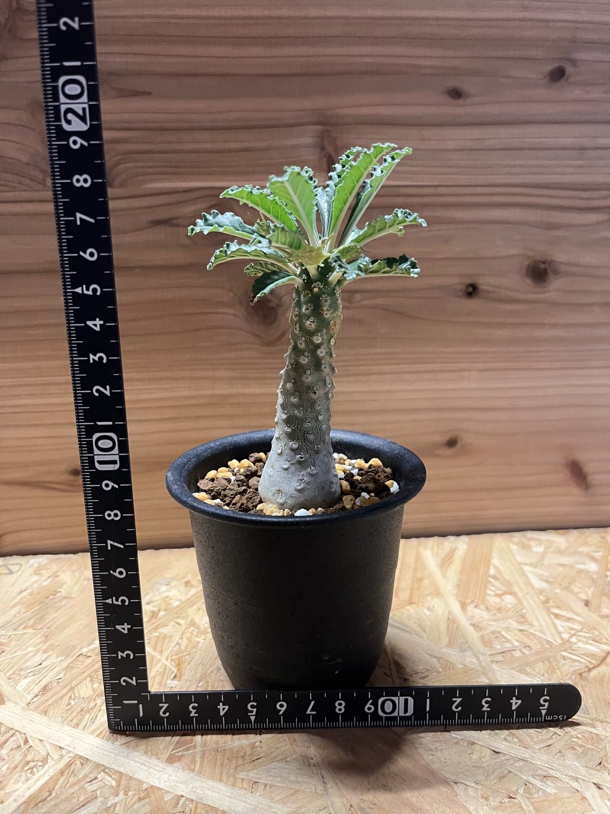 ドルステニア　ラブラニー ドルステニア ラブラニー | GREEN LUCK