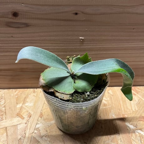 ビカクシダ ベイチーレモイネイ親株早いもの勝ちです ビカクシダレモイネイ | STORES