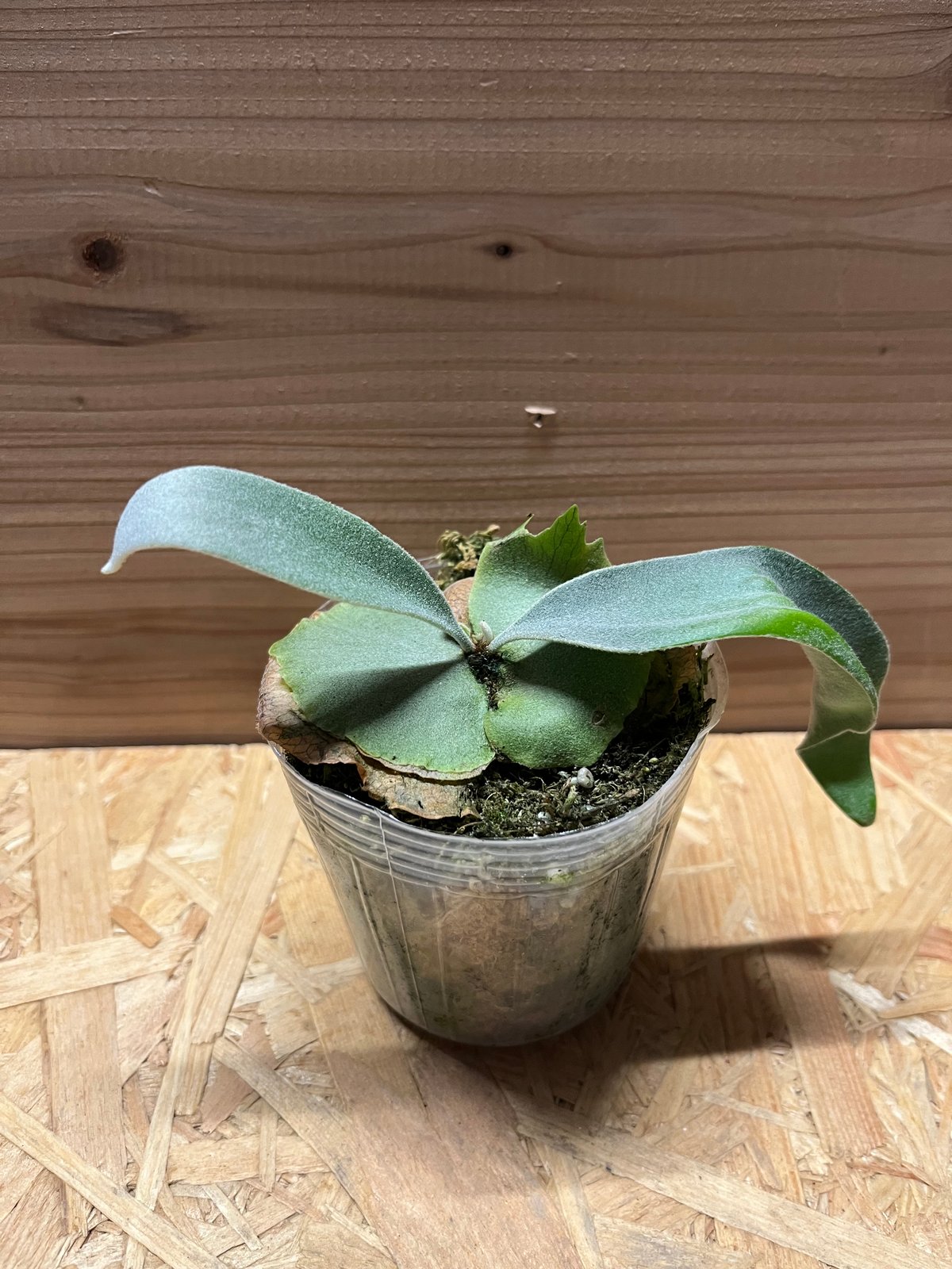P.veitchii 'Lemoinei' ベイチー　レモイネイ　ビカクシダ fit=scale-down,w=1200