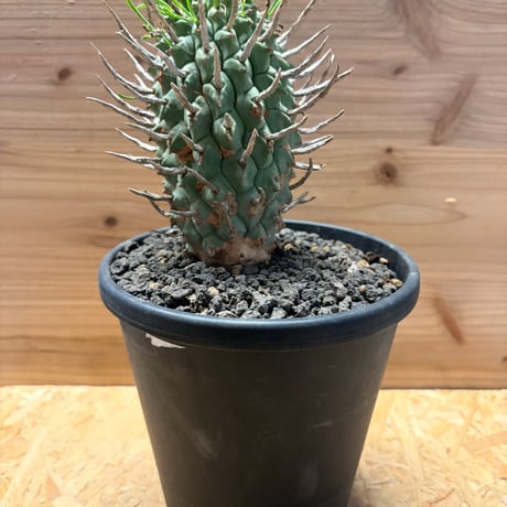 ユーフォルビア | STORES