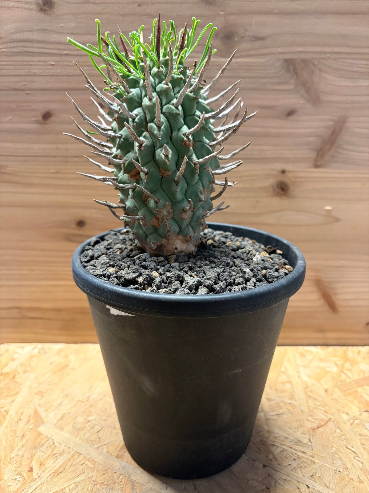 ユーフォルビア スコエンランディ 闘牛角 | GREEN LUCK