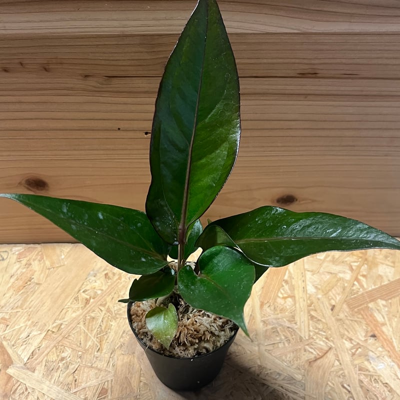 アンスリウム　ブラックドラゴン【斑入】 アンスリウム フーケリー 'ブラックドラゴン' | GREEN LUCK