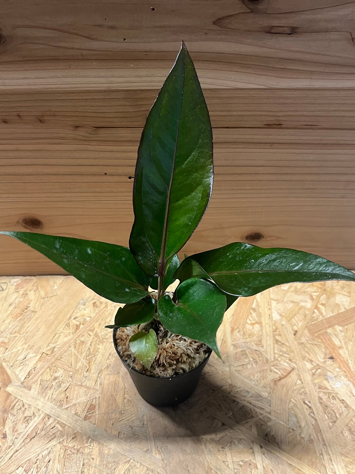 アンスリウム フーケリー 'ブラックドラゴン' | GREEN LUCK