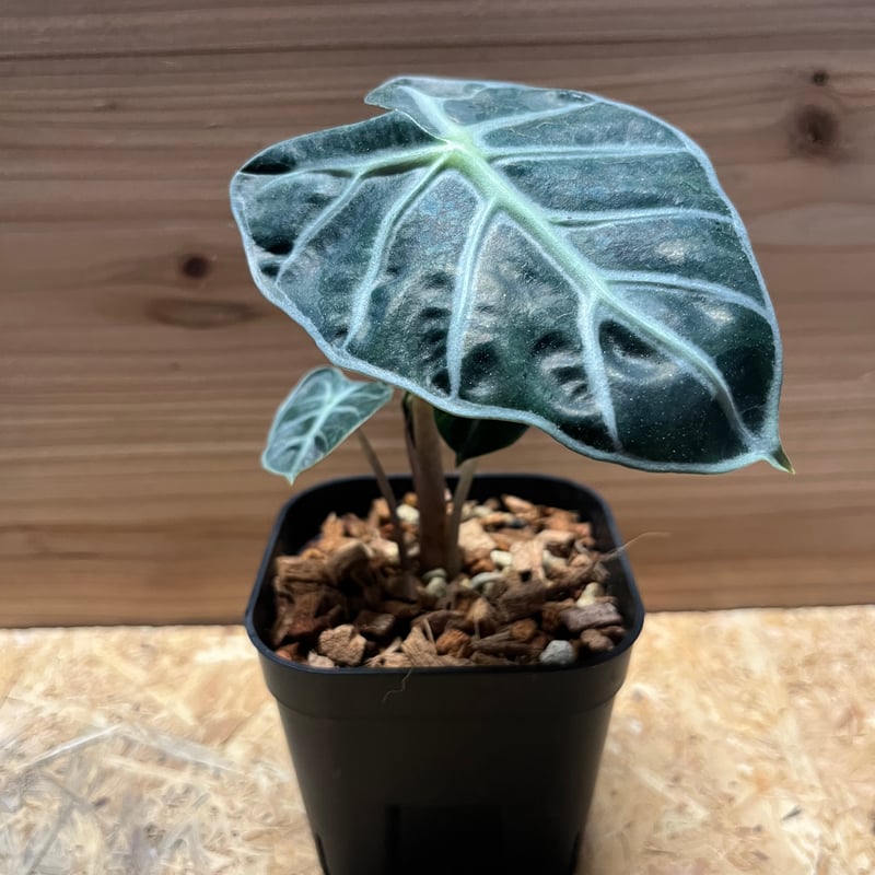 ✨アクネ✨ファットファームベロア bboy レア ✨アクネ様専用✨ファットファームベロア bboy レア