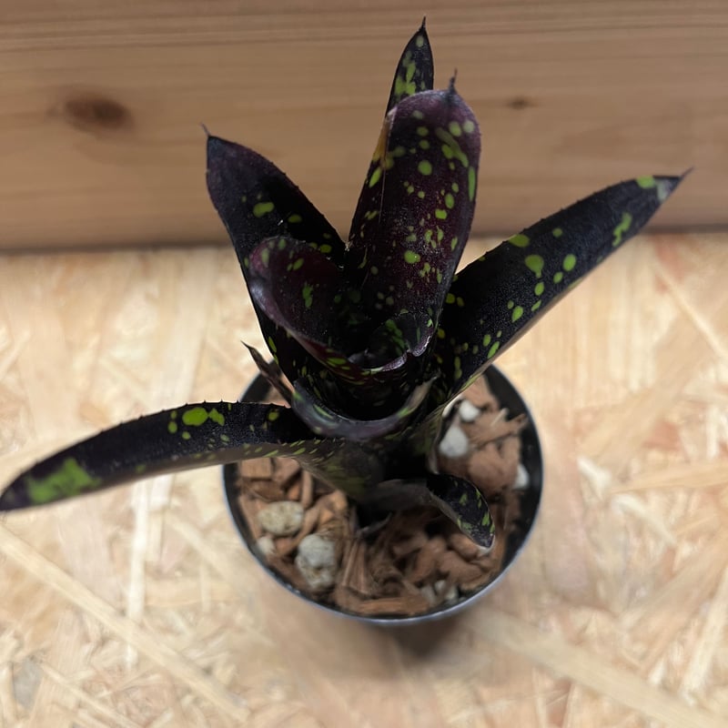 ネオレゲリア ドミノ リサのタグ付き Yahoo!オークション - KN 1円