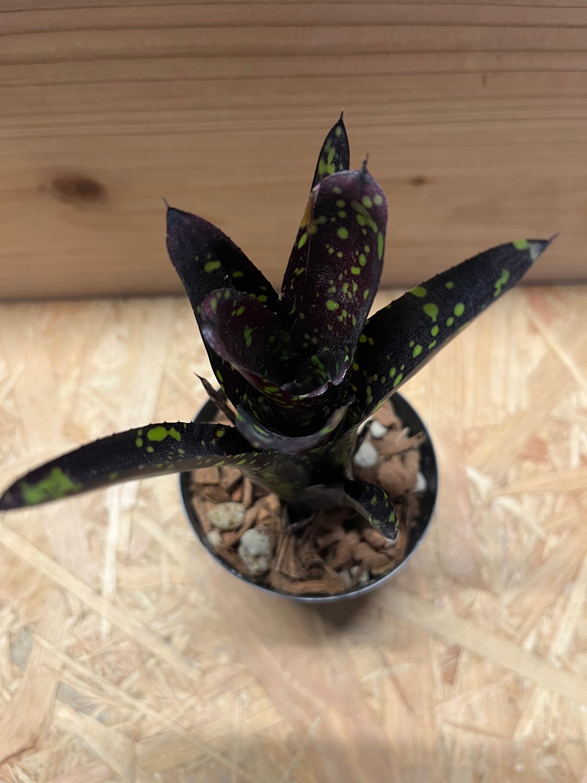 ネオレゲリア ドミノ | GREEN LUCK